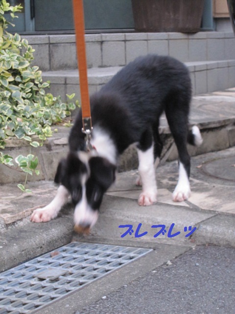 2011-10-02 初めての散歩！ 002.jpg-1.jpg