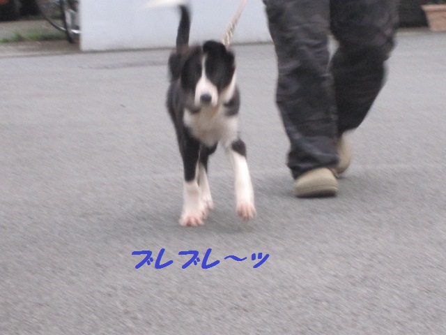 2011-10-02 初めての散歩！ 003.jpg-1.jpg