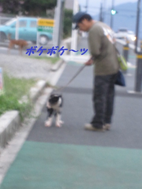 2011-10-02 初めての散歩！ 004.jpg-1.jpg