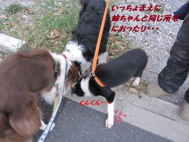 2011-10-02 初めての散歩！ 006.jpg-1.jpg
