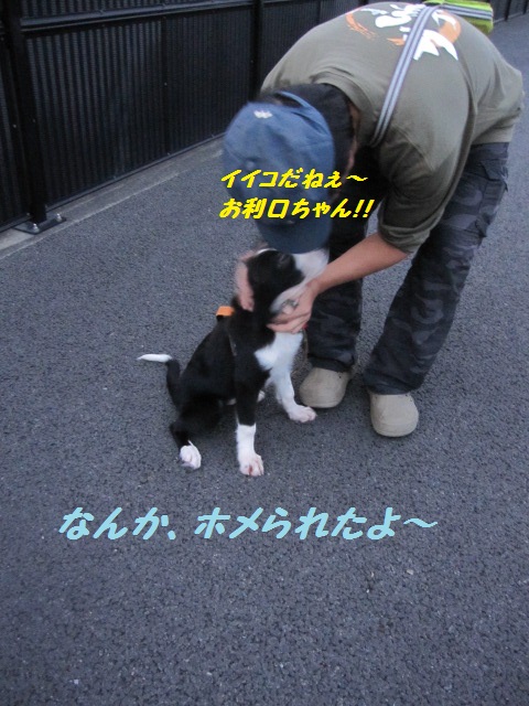 2011-10-02 初めての散歩！ 009.jpg-1.jpg