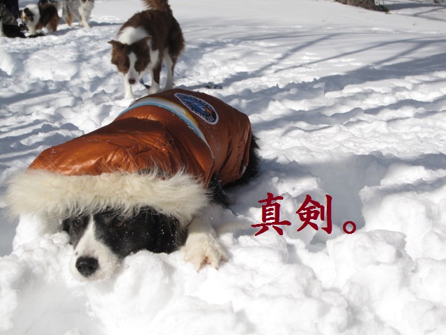 2012-02-11 雪遊び2012 034.jpg-1.jpg